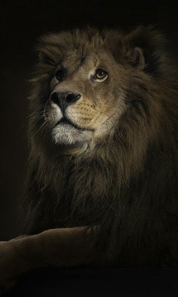 Lions Live Wallpaper - Preview 4