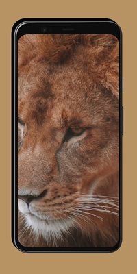 Lion Wallpaper Screenshot