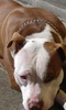 Pit Bulls Dogs Jigsaw Puzzle screenshot 5