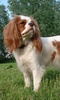 Cavalier King Charles Spaniels screenshot 4