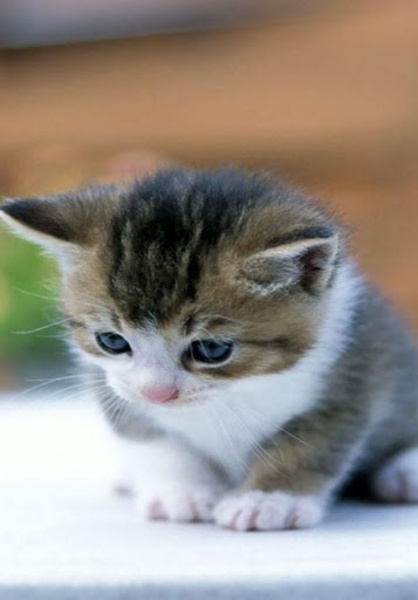 Kitten Wallpaper - Preview 3