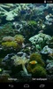 Aquarium Video Live Wallpaper screenshot 5