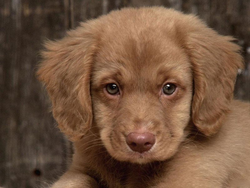 Free Puppy Dog Wallpaper - Preview 5