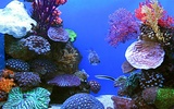 Aquarium Live Wallpaper screenshot 2