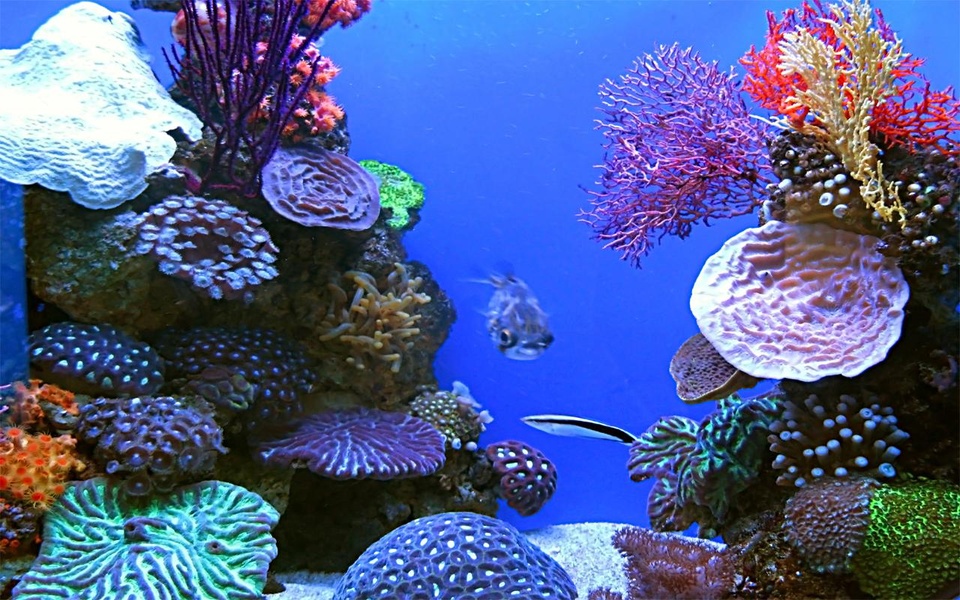 Aquarium Live Wallpaper - Preview 2