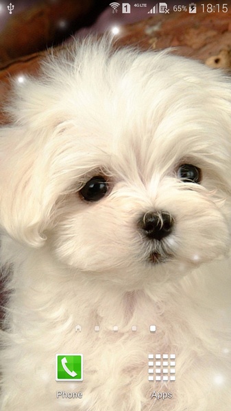 Puppies - Preview 6