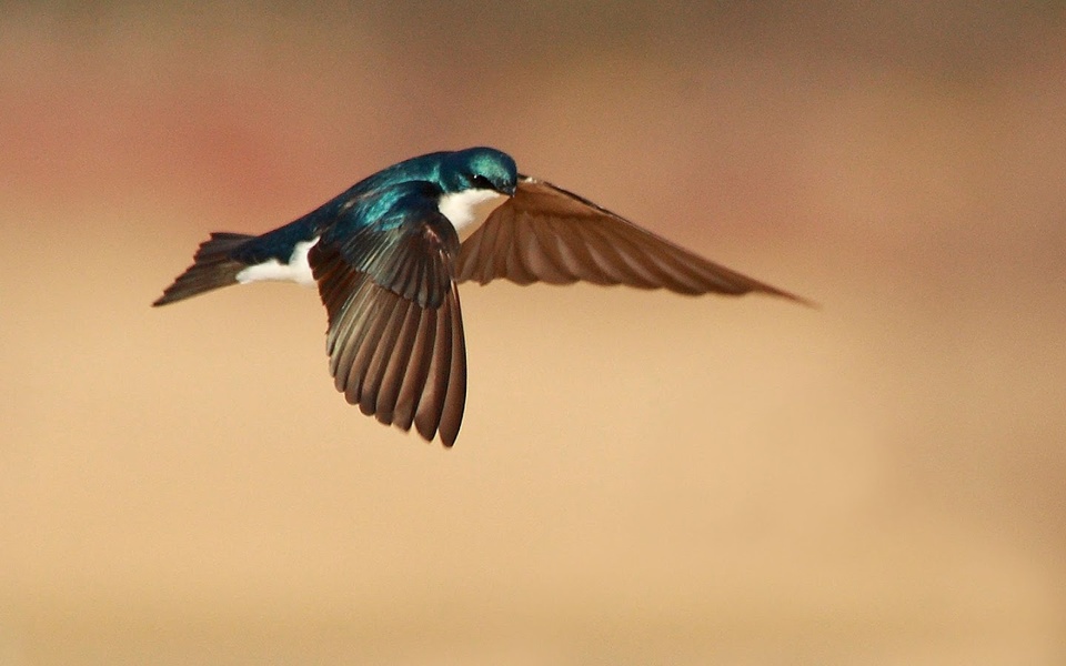 Bird Live Wallpaper - Preview 2