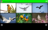 Beautiful Birds Wallpapers screenshot 4