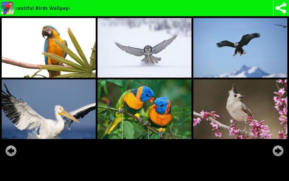 Beautiful Birds Wallpapers - Preview 4