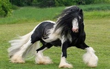 Yapboz - Güzel Atlar screenshot 5