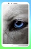 Wolf Wallpapers 4K screenshot 9