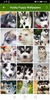 Husky puppies Wallpapers screenshot 6