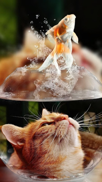 Interactive Kitten - Preview 6