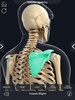 Skeleton Anatomy Pro. screenshot 6