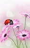 Ladybug Live Wallpaper screenshot 7