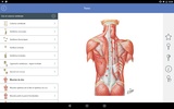 Mémofiches Anatomie Netter screenshot 4