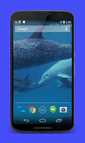Dolphins Video Live Wallpaper - Preview 4