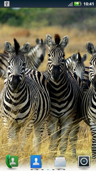 Zebras Live Wallpaper - Preview 2