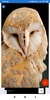 Owl Wallpaper: HD images, Free Pics download screenshot 3