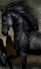 Horses Live Wallpaper - backgrounds hd screenshot 11
