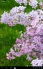 Lilacs Live Wallpaper screenshot 8