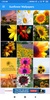 Sunflower HD Wallpapers screenshot 1