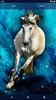 Majestic Horse Live Wallpaper screenshot 3