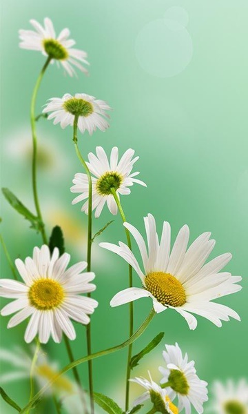 Spring Flowers Live Wallpaper - Preview 2