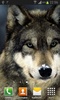 Wolfs live wallpaper screenshot 6