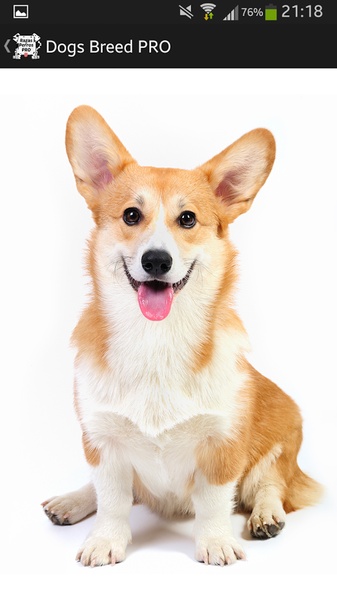 Dog Breeds PRO - Preview 6