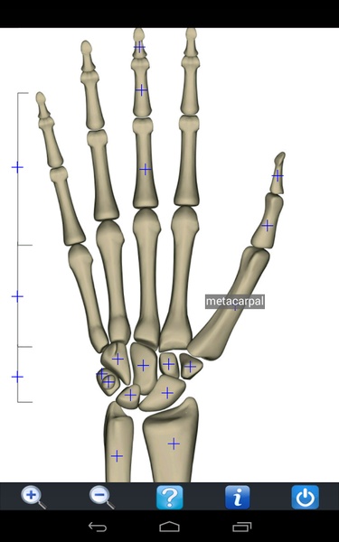Visual Anatomy Free - Preview 11