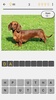 Dogs Quiz - Guess All Breeds! screenshot 4
