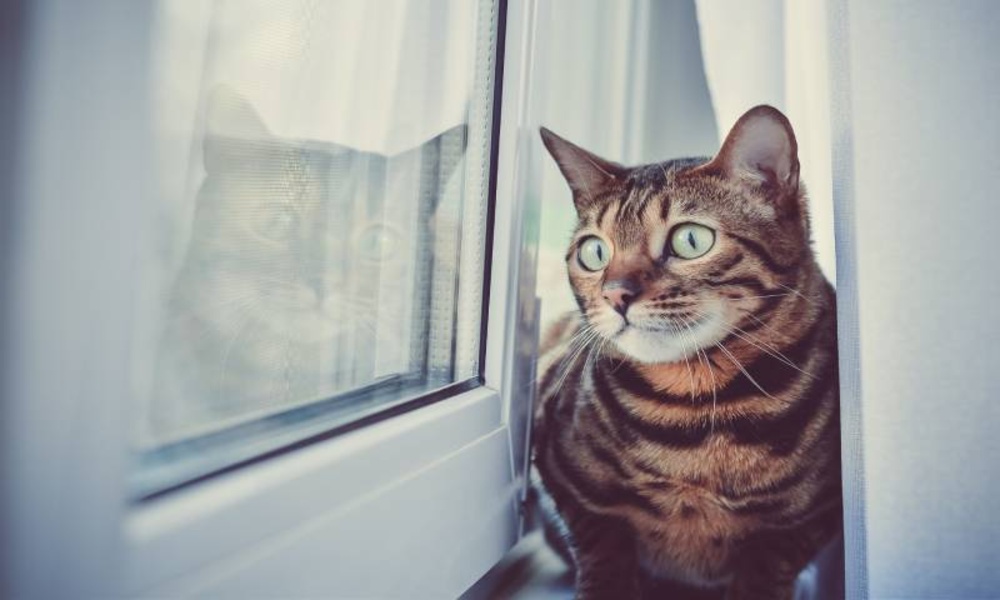 Pictures of cats more than 100 pictures 4k - Preview 3