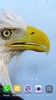 Eagle 3D Video Live Wallpaper screenshot 7