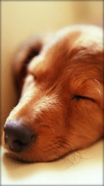 Puppies Live Wallpaper - Preview 3