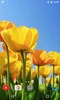 Tulips 4K Video Live Wallpaper screenshot 4