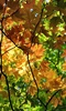 Autumn Wallpaper screenshot 4