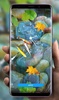 3D Koi Fish Live Wallpaper HD screenshot 3