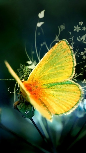 Butterflies Live Wallpaper - Preview 5