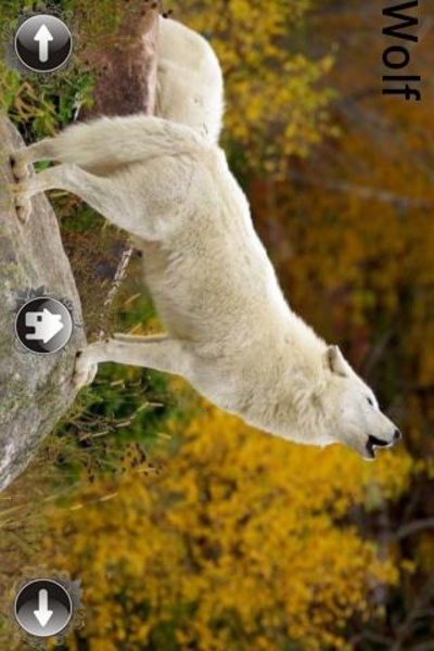 Animal Sound Lite - Preview 4