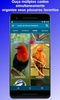Brazilian's birds sounds screenshot 5