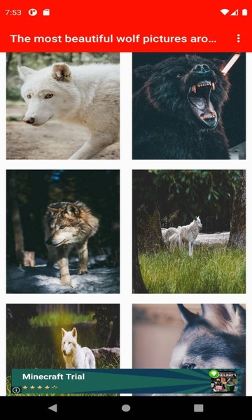 The most beautiful wolf pictures around the world of 4K - Preview 6