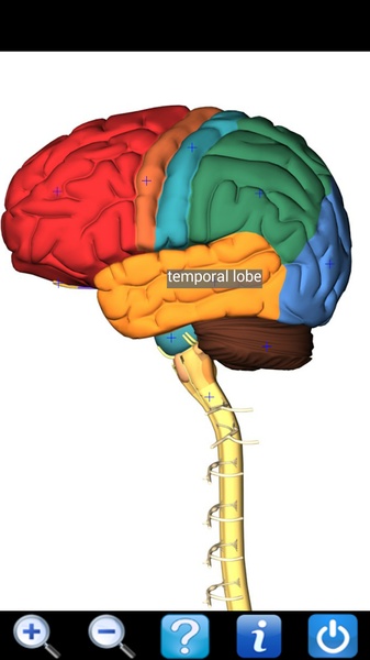 Visual Anatomy Free - Preview 1