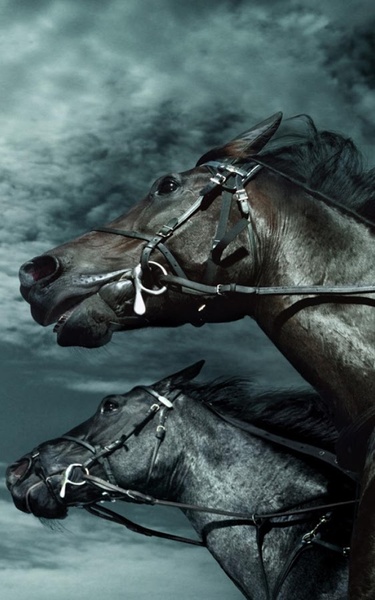 Horse HD Live Wallpaper - Preview 6