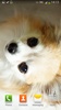 Cute Dogs Live Wallpaper screenshot 2