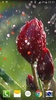 Rose Droplets Live Wallpaper screenshot 8