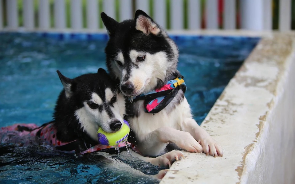 Dogs Puzzle - Preview 7