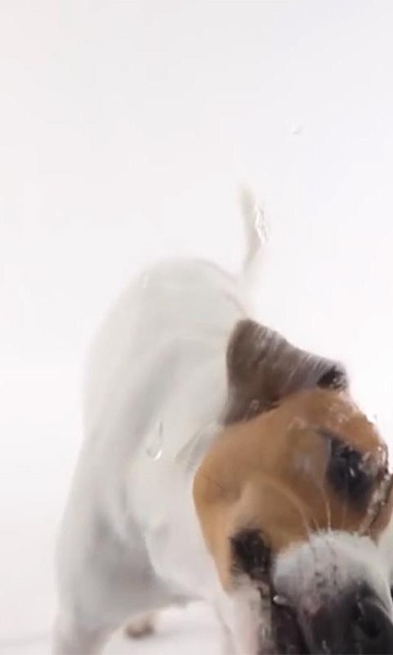Dog Lick Screen Live Wallpaper - Preview 1