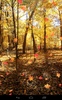 Autumn Wallpaper screenshot 12