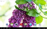 Lila Blumen Live Wallpaper screenshot 4